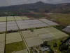 Flamingo Horticulture