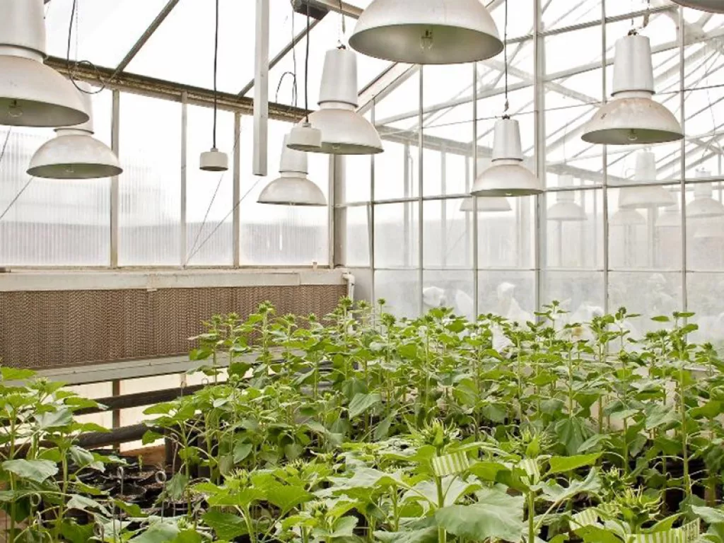 Avanta Seeds Greenhouse