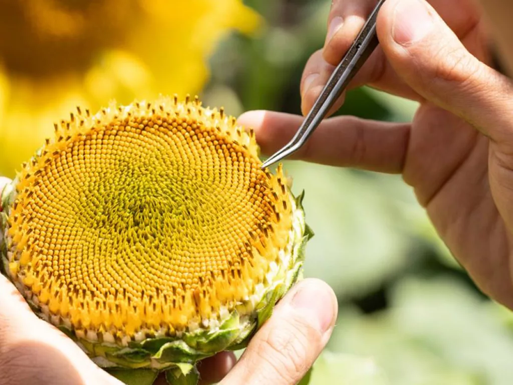 Avanta Seeds Sunflower Seeds