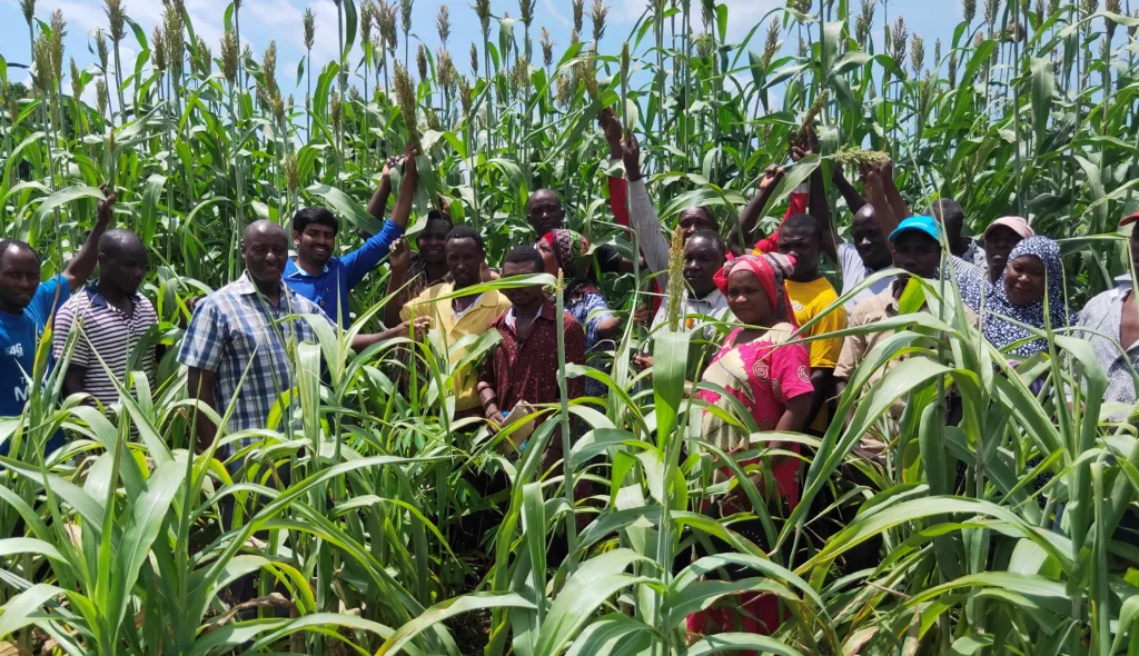 Avanta Seeds Crops