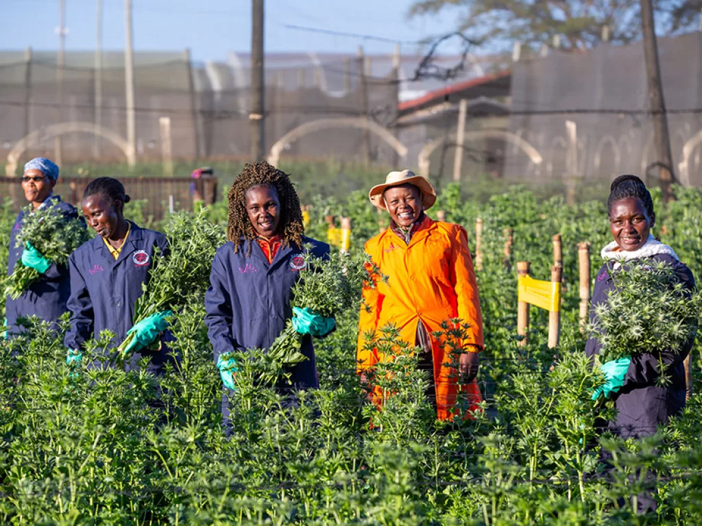 Kenya Flower Council Farming