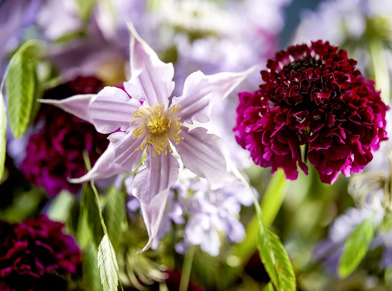 BLOOMs_Scabiosa