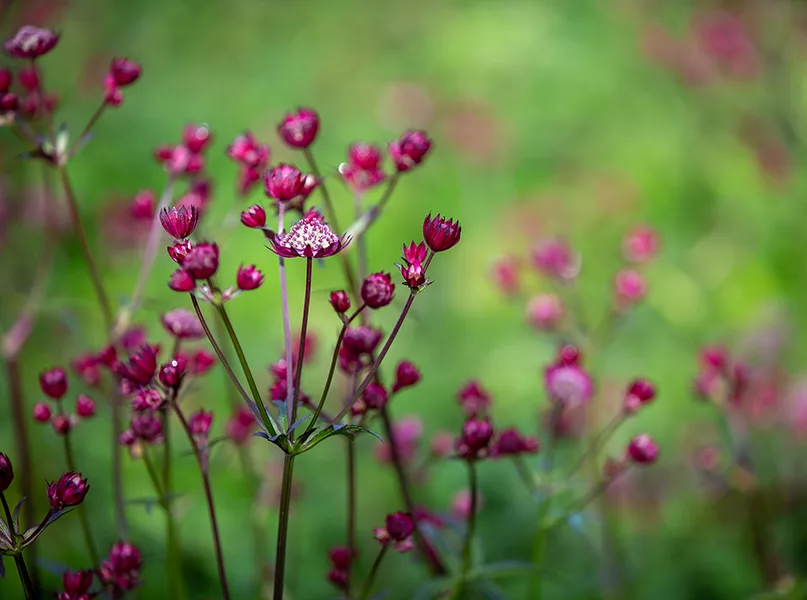 Marginpar Astrantia Star of Love