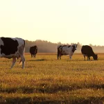 herd of cows in a large meadow at dawn