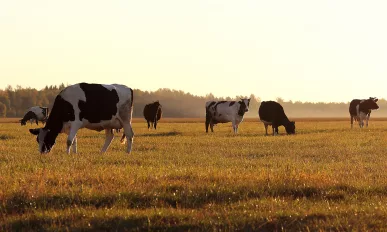 herd of cows in a large meadow at dawn