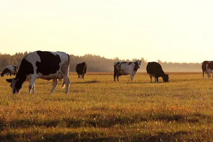 herd of cows in a large meadow at dawn
