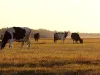 herd of cows in a large meadow at dawn