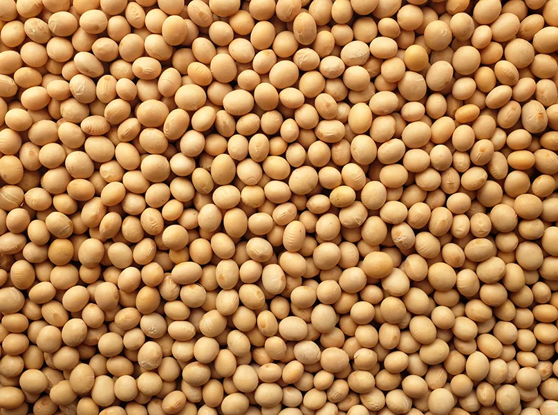 Soya beans, or soybeans