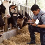 Farmers are recording details of each cow on the farm.