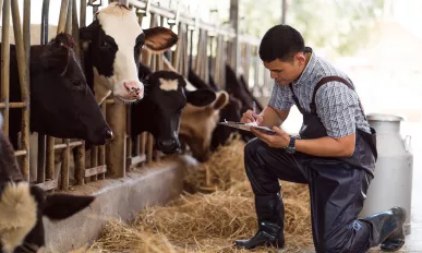 Farmers are recording details of each cow on the farm.