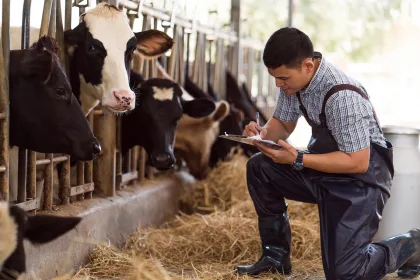 Farmers are recording details of each cow on the farm.