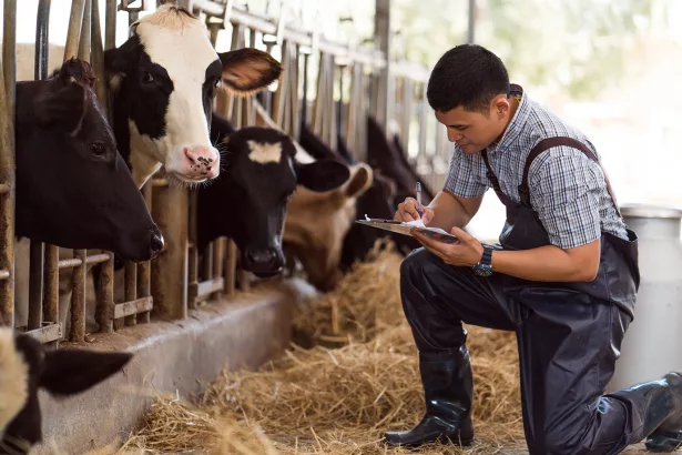 Farmers are recording details of each cow on the farm.