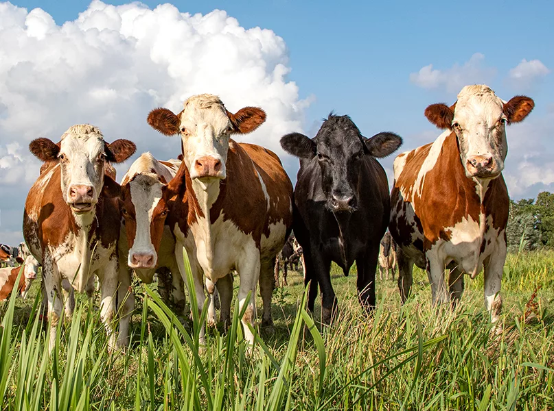 Group of cows stand upright on the edge of a meadow in a pasture