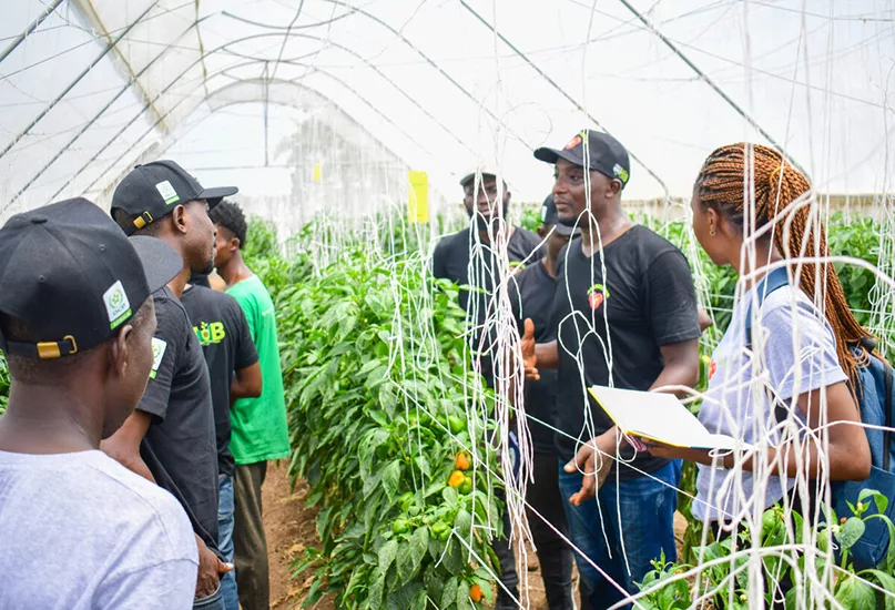 Agribooster project supporting production of vegetables (Horticulture)