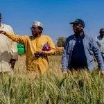 OCP Africa - Wheat Production Supervision by partners from NCRI-1536px