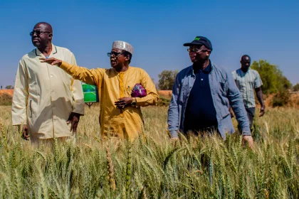 OCP Africa - Wheat Production Supervision by partners from NCRI-1536px