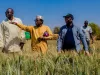OCP Africa - Wheat Production Supervision by partners from NCRI-1536px