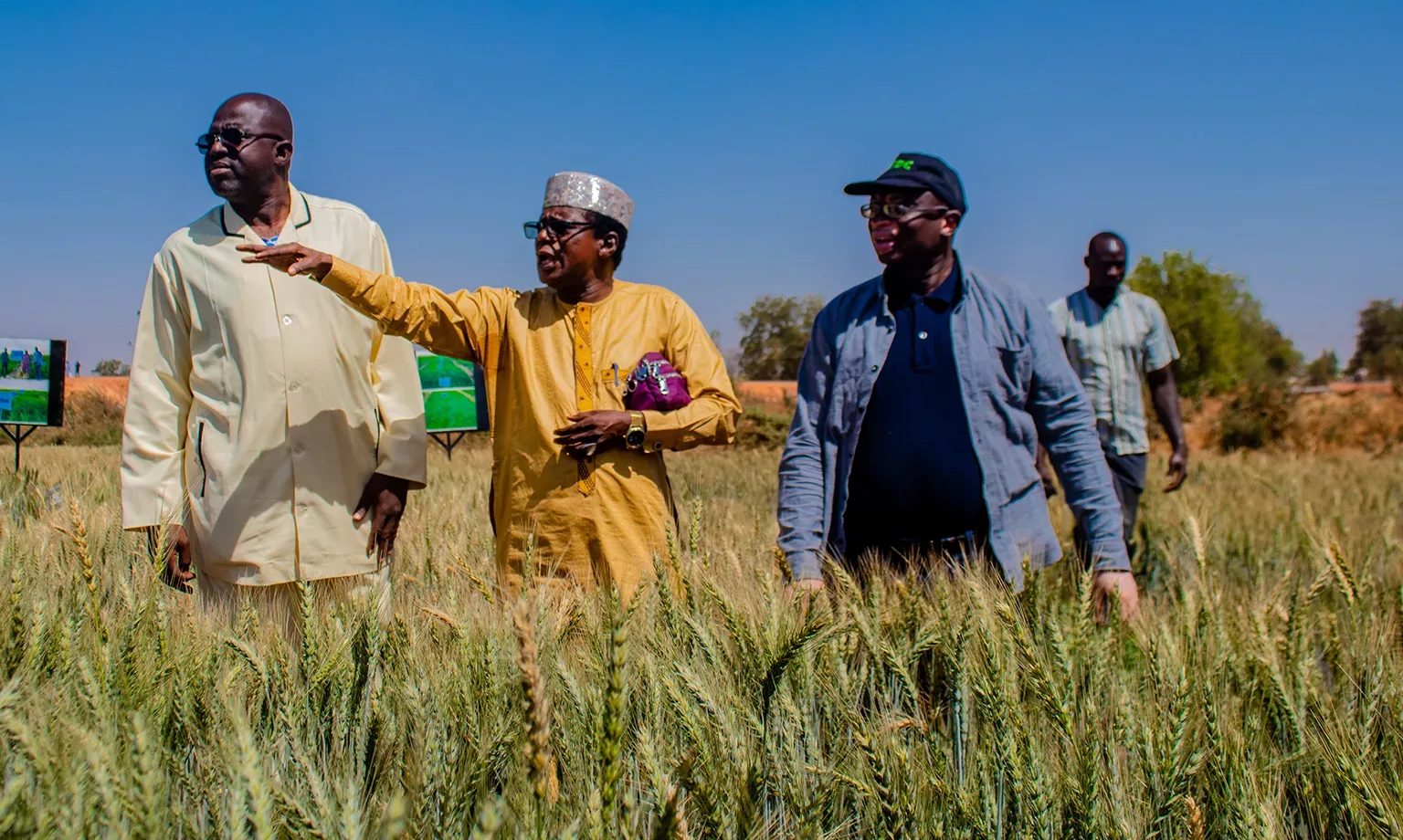 OCP Africa - Wheat Production Supervision by partners from NCRI-1536px