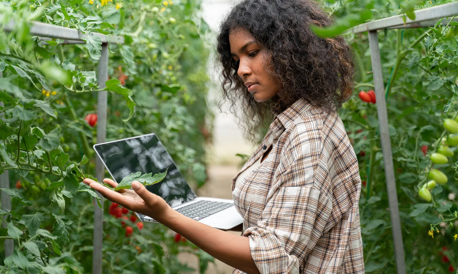Agribusiness owner checking tomato quality