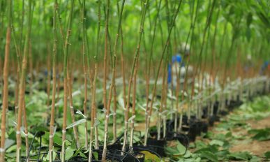 SIPH : Rooted in People and Planet