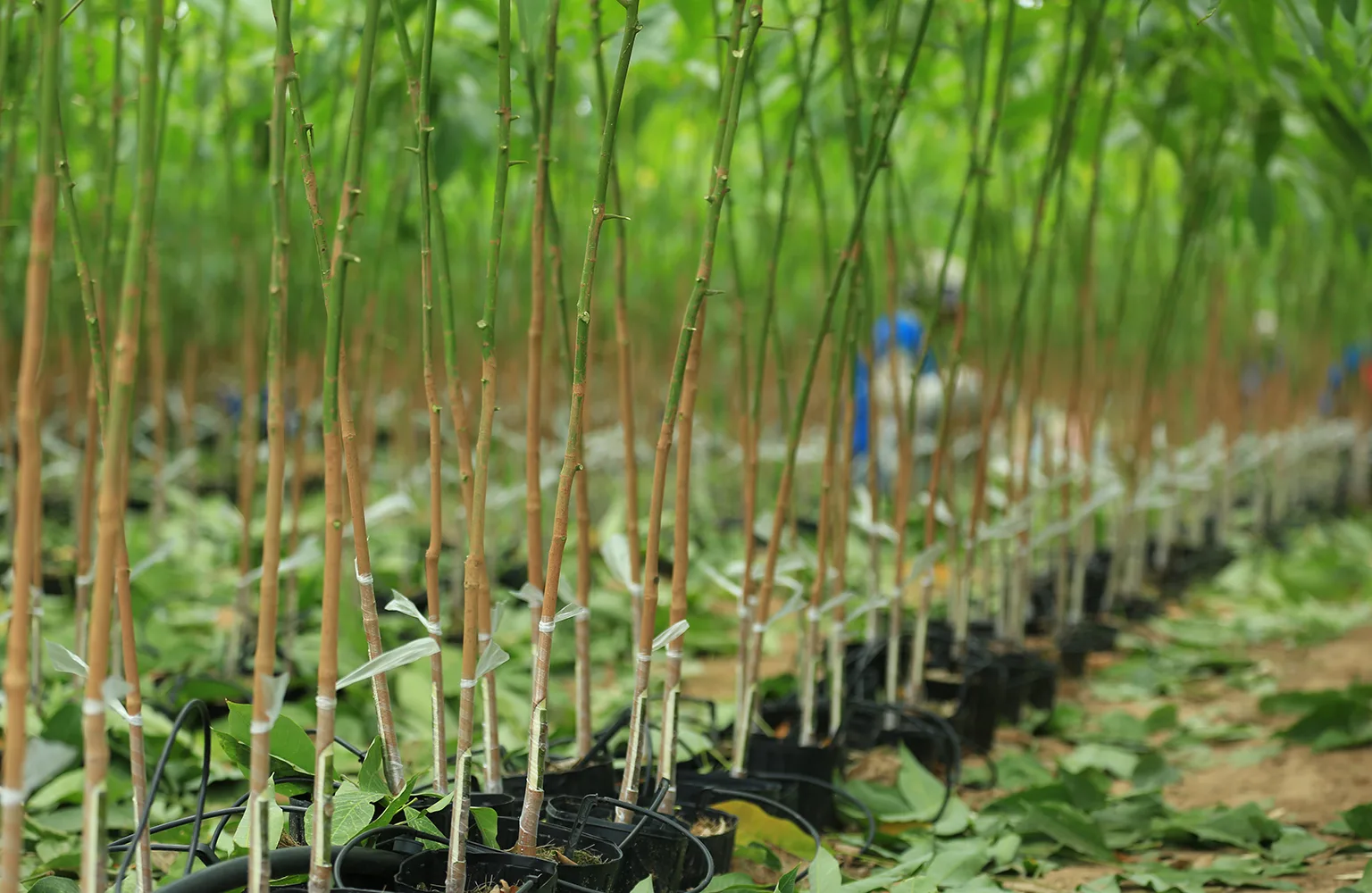 SIPH : Rooted in People and Planet