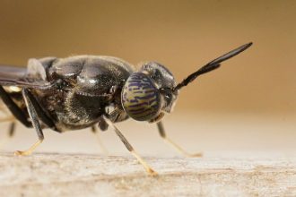 Detailed closeup on the black soldier fly