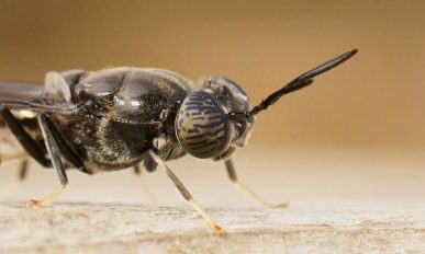 Detailed closeup on the black soldier fly
