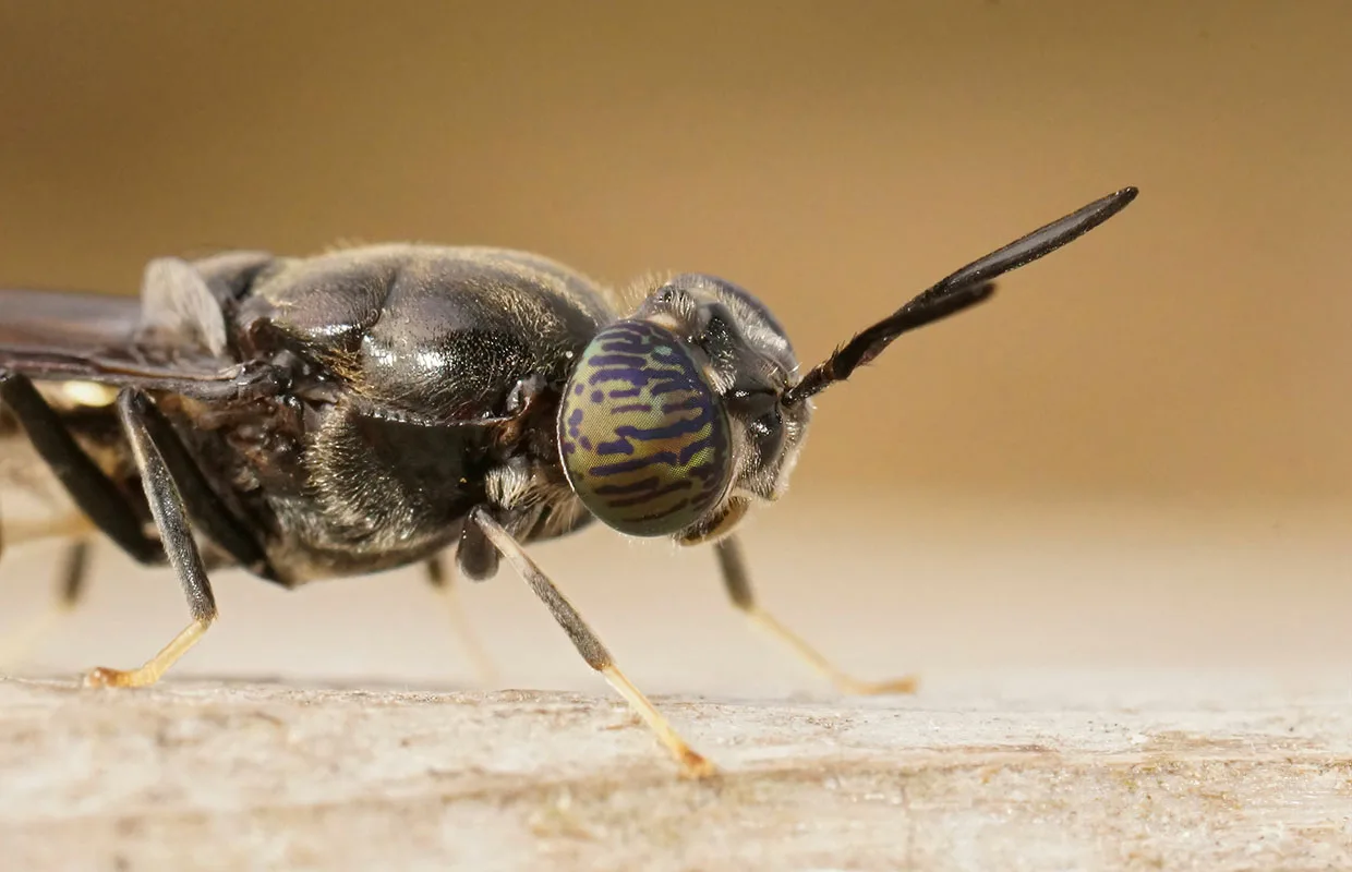 Detailed closeup on the black soldier fly