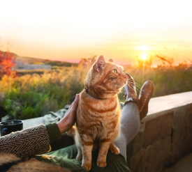 Montego Pet Nutrition