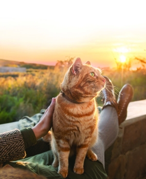 Montego Pet Nutrition