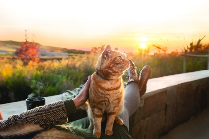 Montego Pet Nutrition